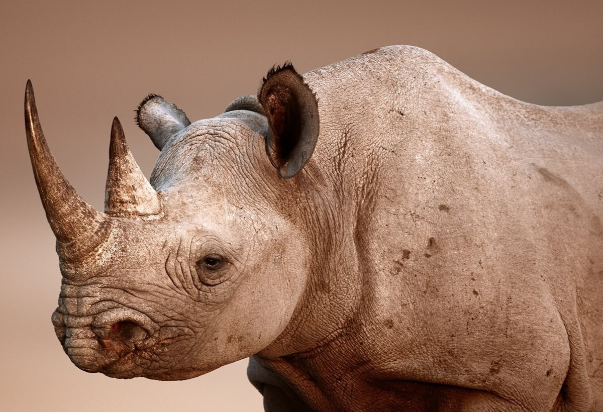 носорогу в жопе голова фото 77