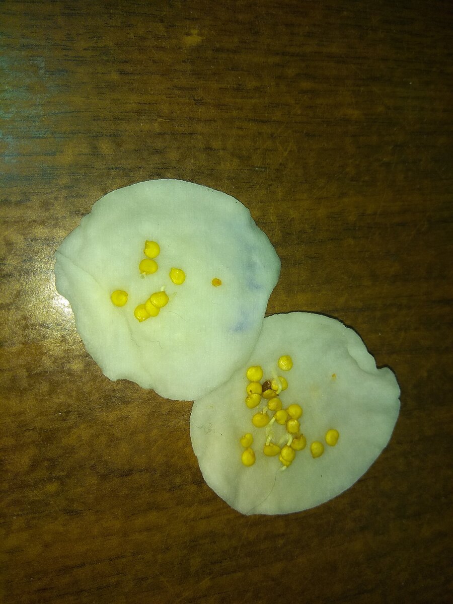 Проросшие семена перца после замачивания в растворе биогумуса