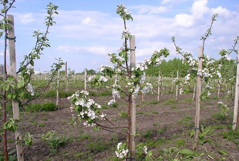 Картинки саженцы яблони