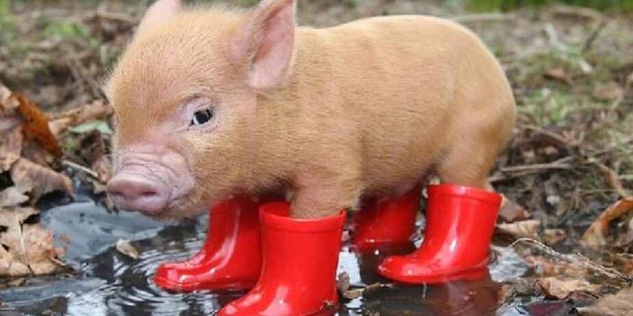 Фото взято из сети.