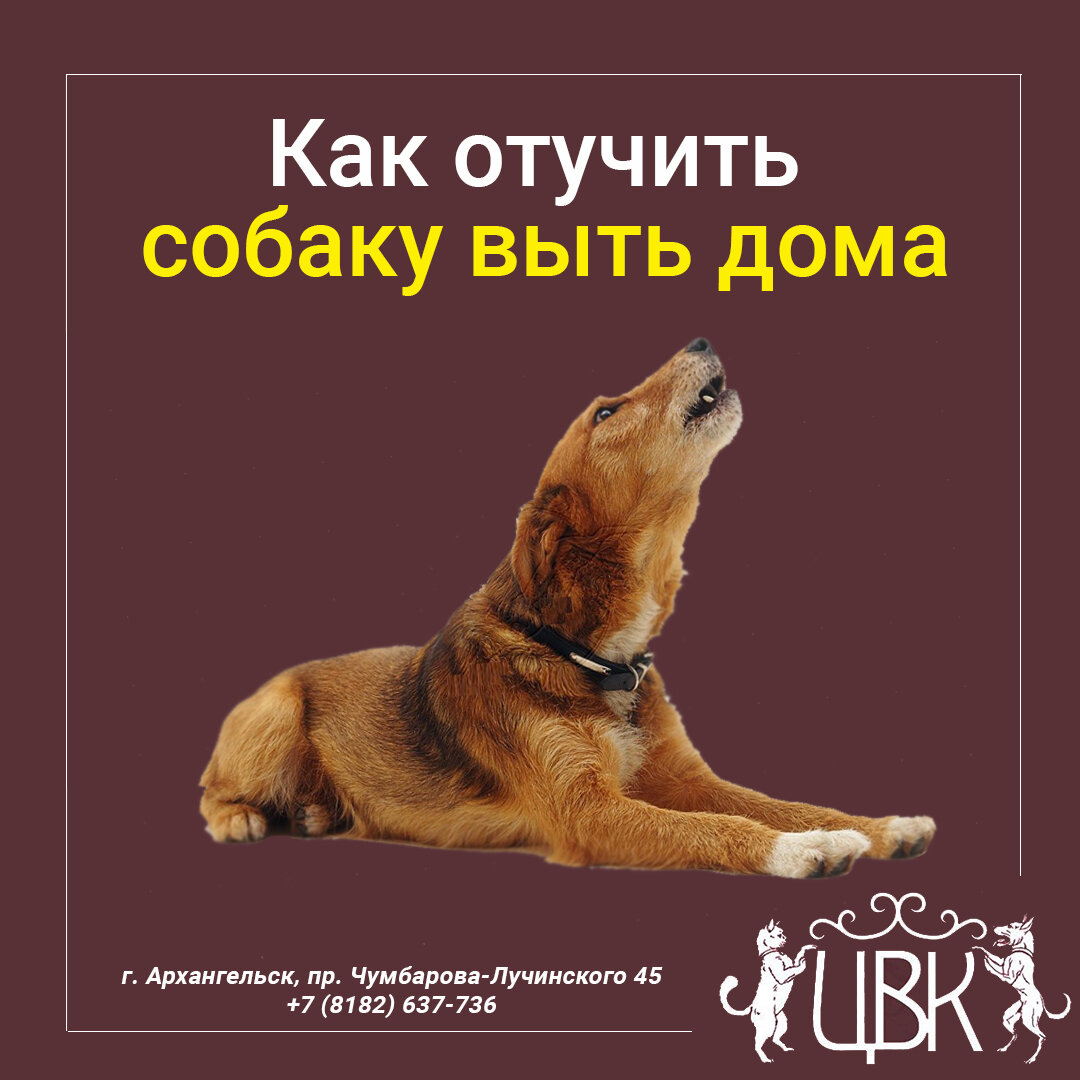 Как отучить собаку выть дома