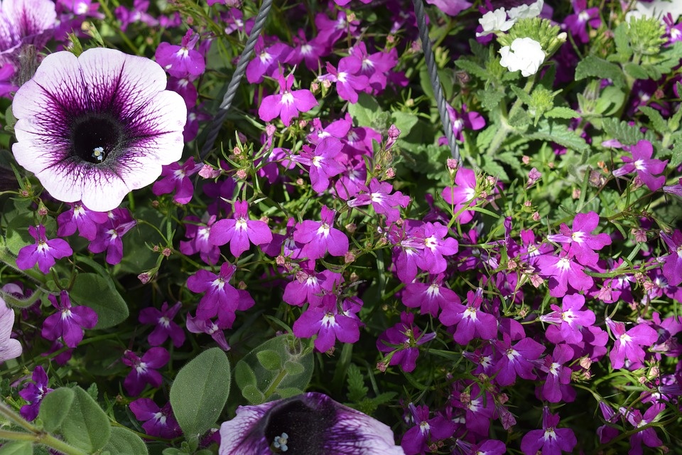 https://cdn.pixabay.com/photo/2018/05/20/20/59/purple-3416759_960_720.jpg