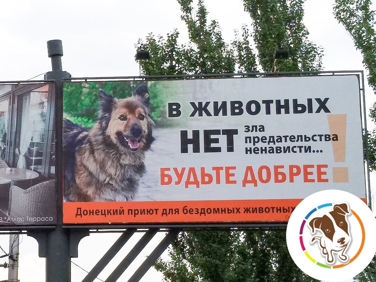 Социальная реклама приюта для животных. Реклама приюта для собак. Реклама приюта для бездомных животных. Реклама приюта для бездомных животных. Реклама приюта для животных.