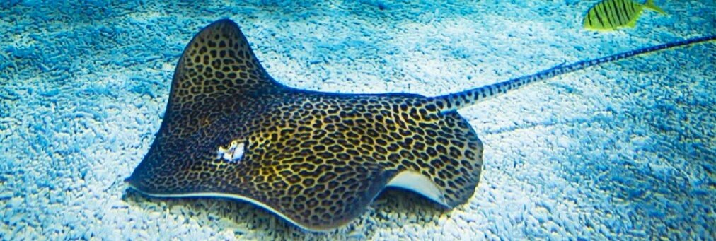 Источник: rybkivse.ru