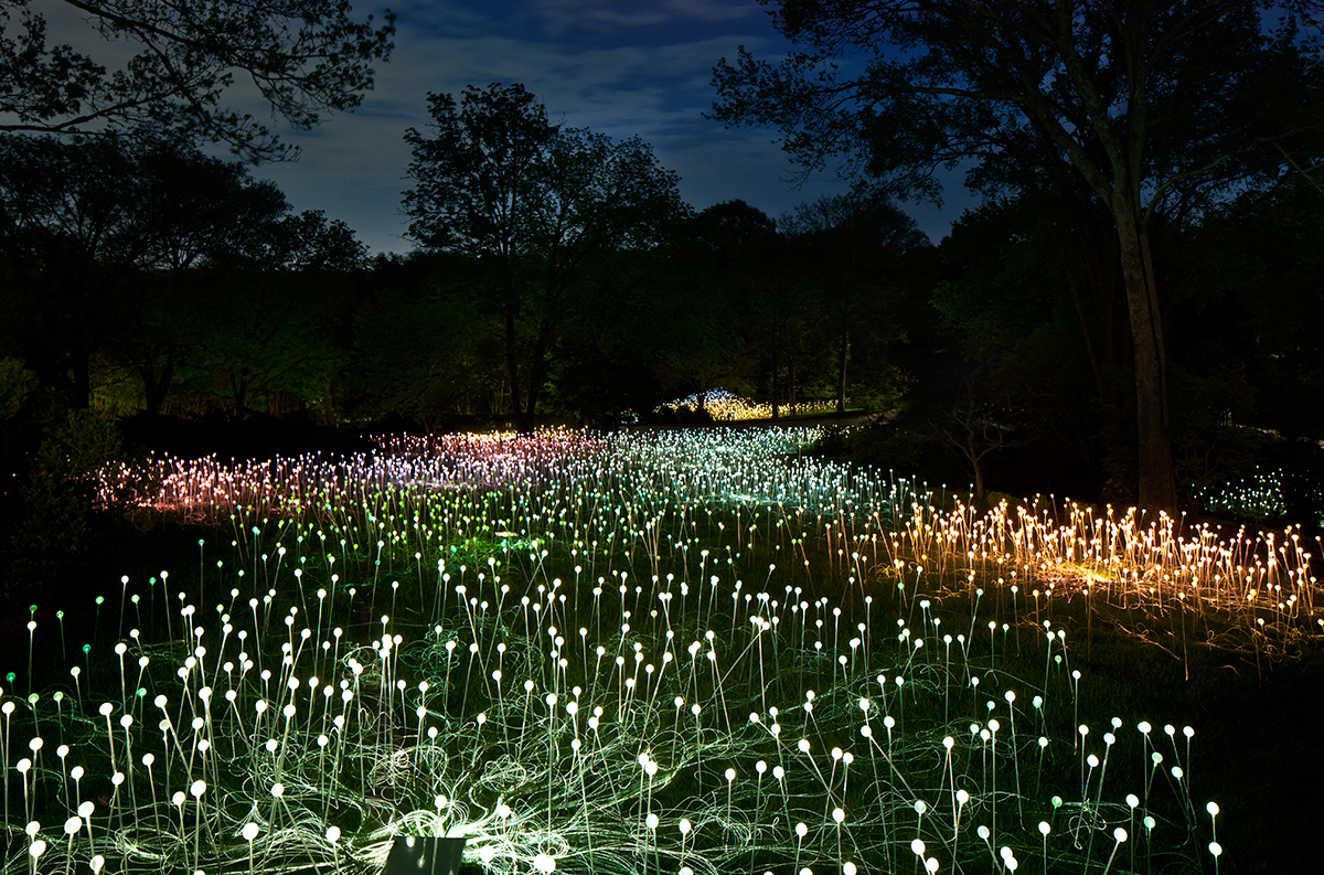 Lighter fields. Брюс Мунро световые инсталляции. Field of Light Брюс Манро. Лунный сад. Световые поля светотехника.