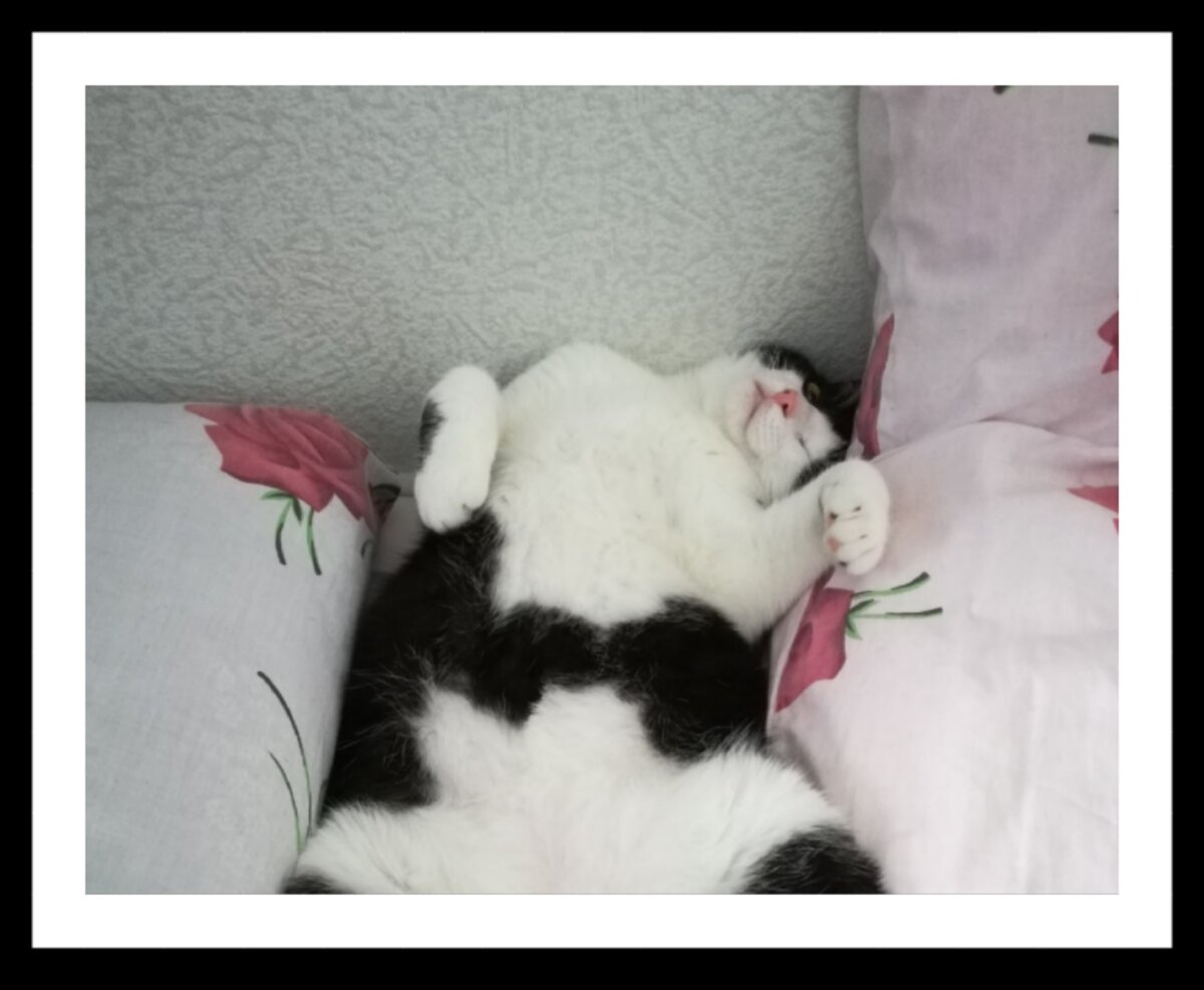 Фото Насти Кр.  Кот  передумал гулять.