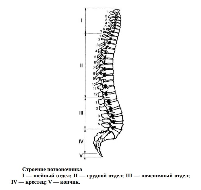 5 отделов позвонков