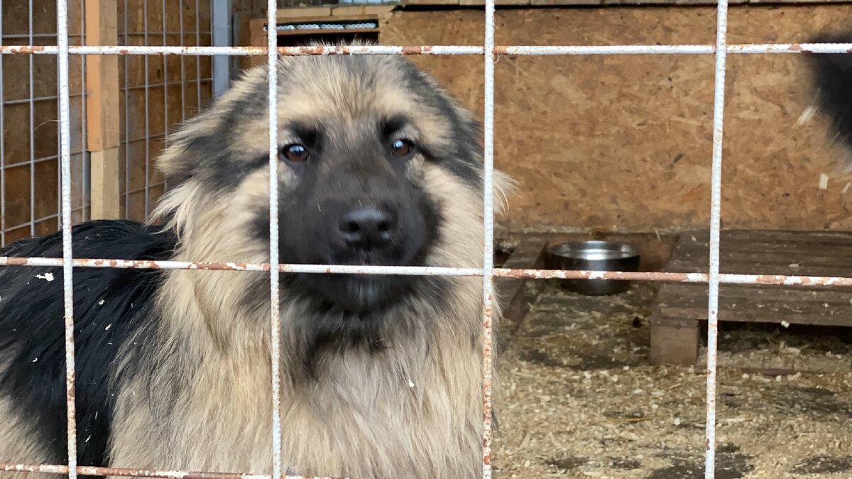 Амурка в отлове