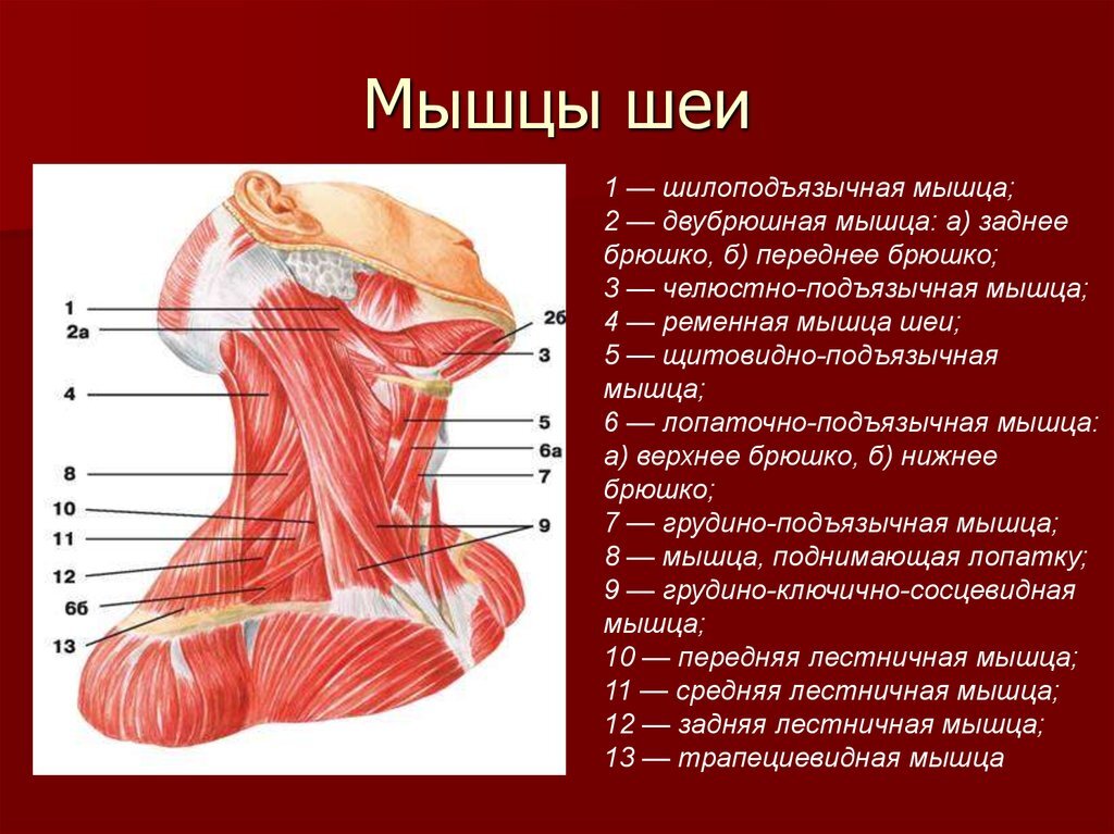 Перелом ключицы у детей