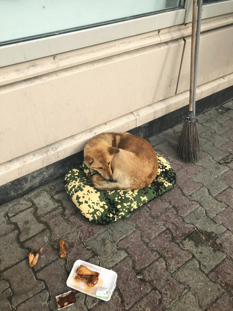 Фотки из группы про замерзающую собаку возле ТЦ