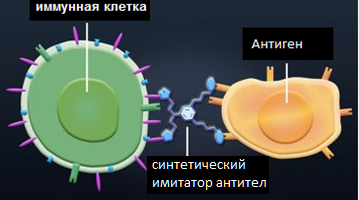 Рисунок  – синтетические имитаторы антител  - присоединяются одновременно к болезнетворным клеткам и клеткам, борющимся с болезнями. Результатом является высоко направленный иммунный ответ, сходный с действием природных антител человека.