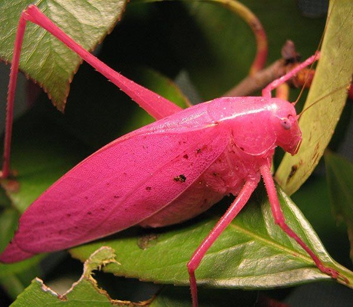 Кузнечик амбликорифа. Катидид кузнечик. Кузнечик амбликорифа (Amblycorypha oblongifolia). Эритризм у кузнечиков.