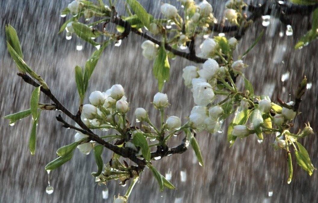 Фото – kubannews.ru