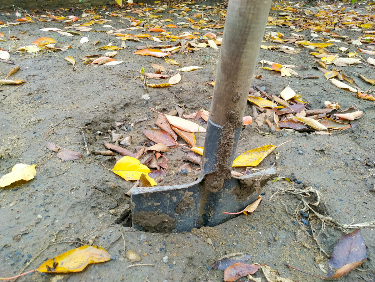 6 соток. Светлана Аниканова