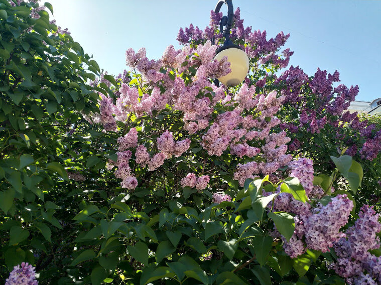 Сирень, Ботанический сад, 29.05.2021