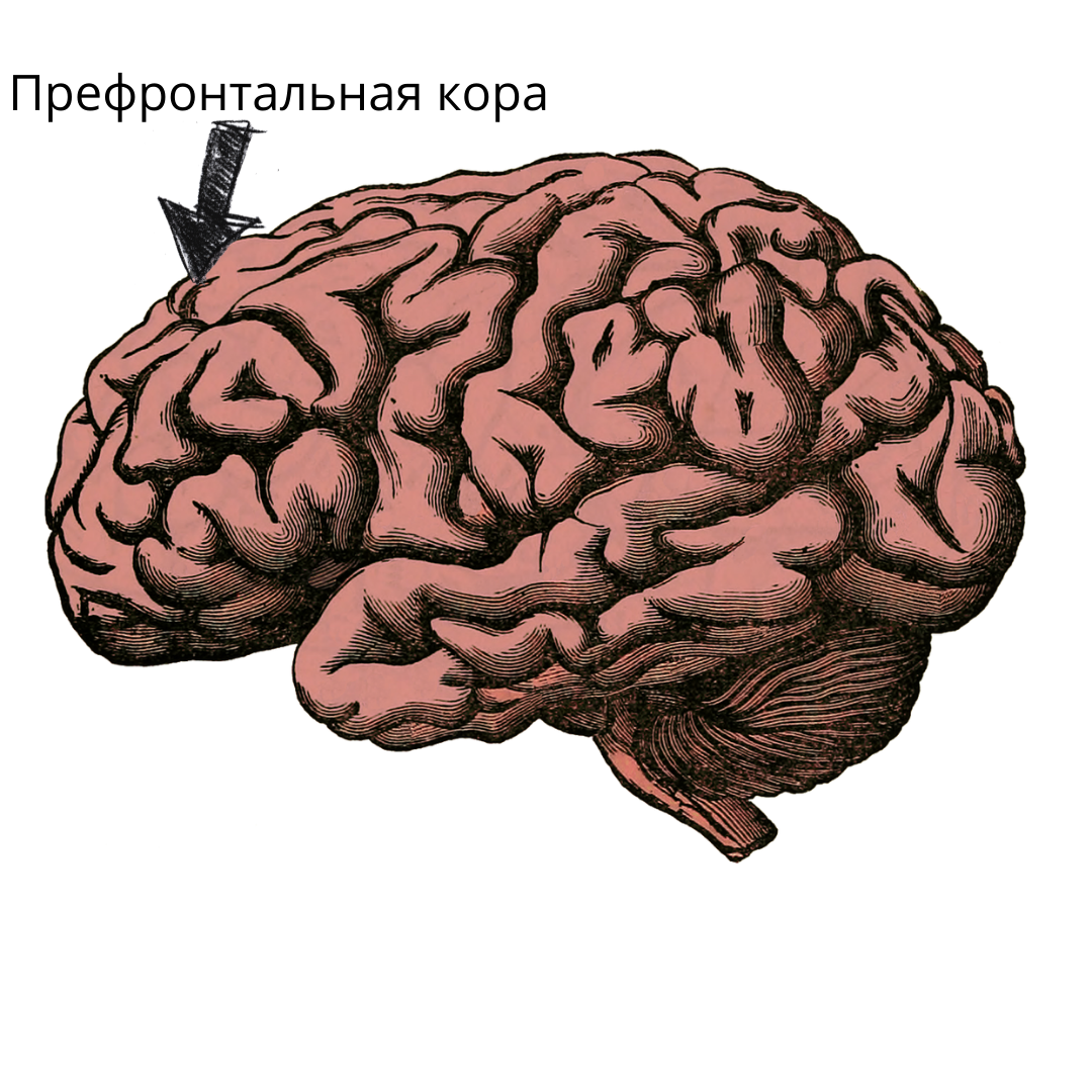То, что отвечает за множество действий подростка