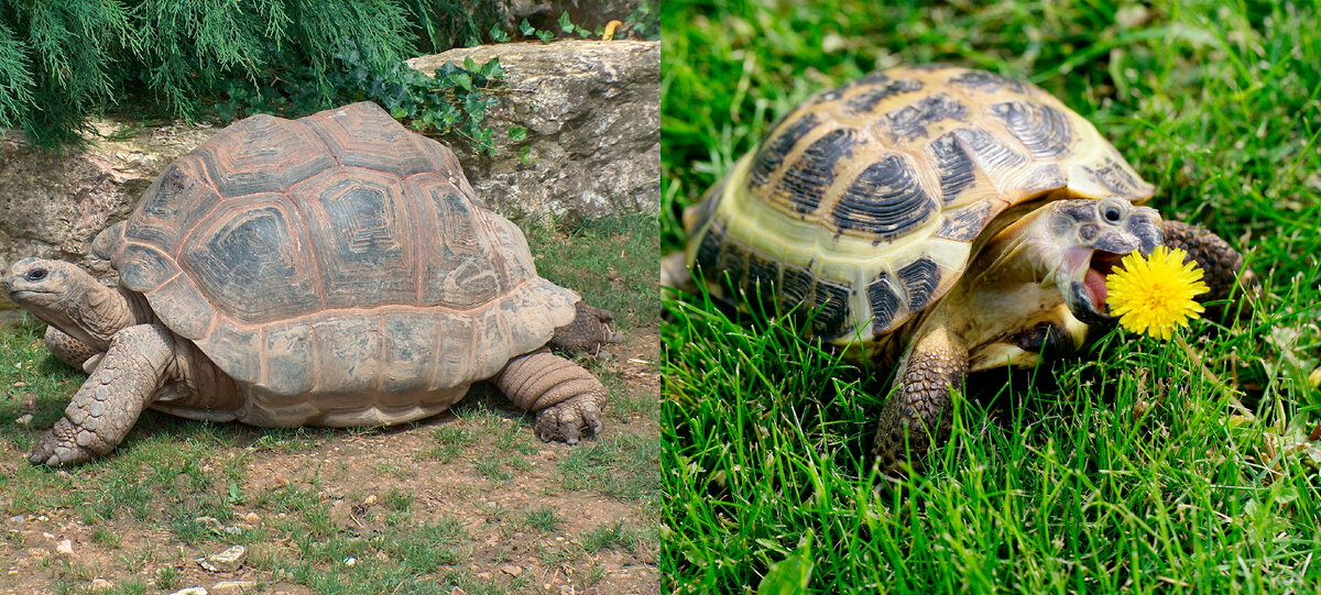 Слева – галапагосская черепаха, достигает почти 2 метров. Справа – среднеазиатская, в 10 раз меньше 