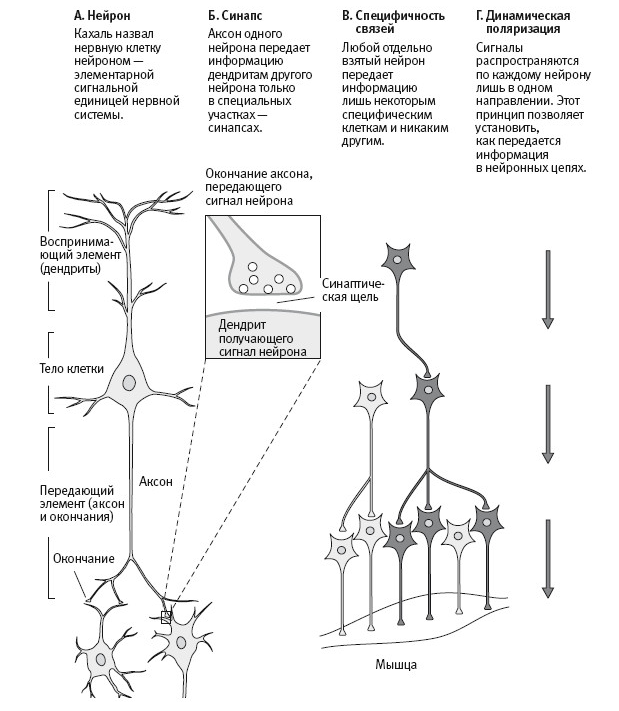 Нейрона цепочка. Нейрон дендрит синапс. Нейронные цепи. Цепочка нейронов. Схемы нейронных цепей.
