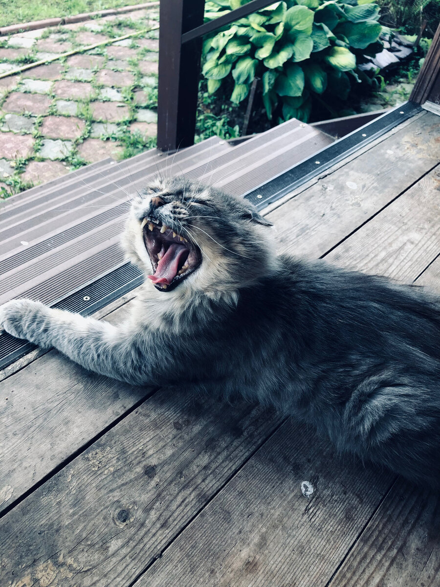 Ой, ну я зеваю и никуда идти не собираюсь. Везде фото автора. 