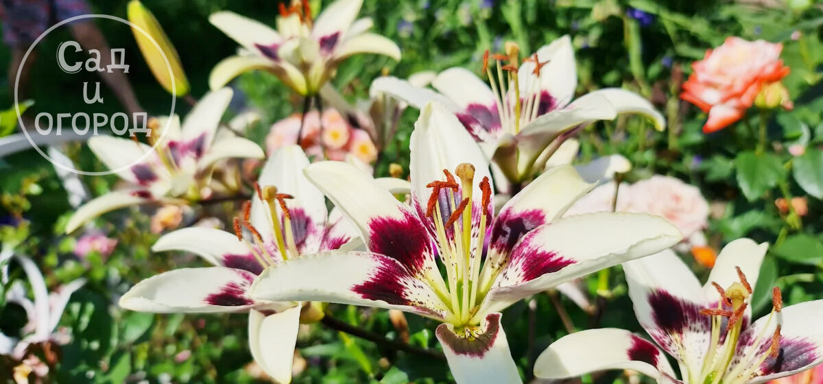 Люблю лилии необычного окраса