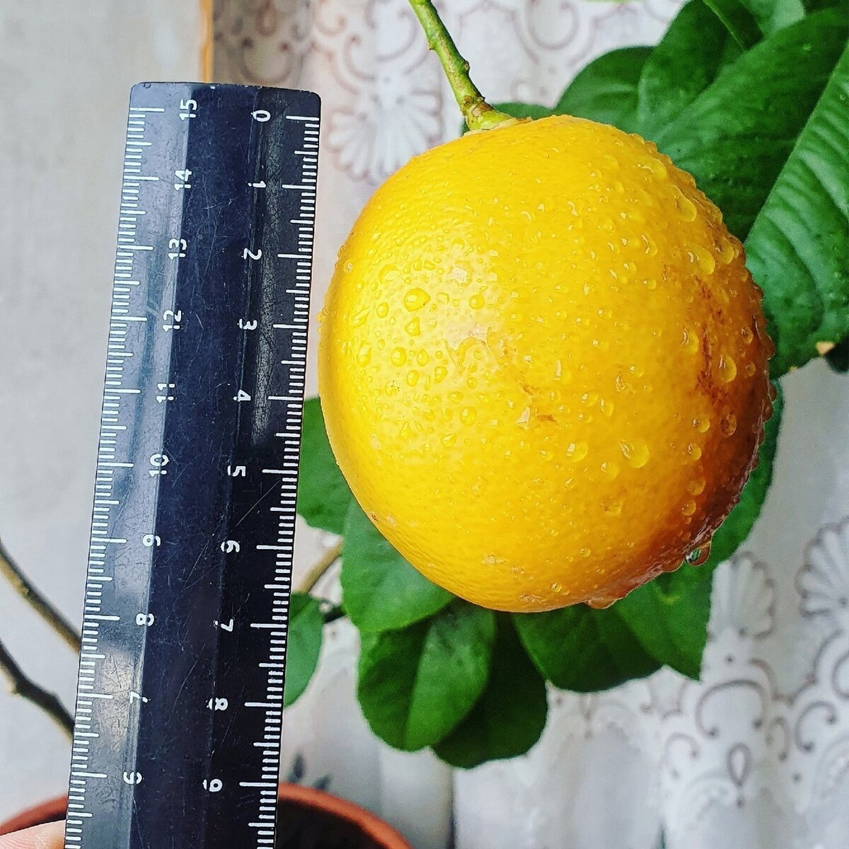 Лимон Мейера. Комнатный лимон. Граната мандарин. Лимон Мейера фото. Комнатный лимон мандарин