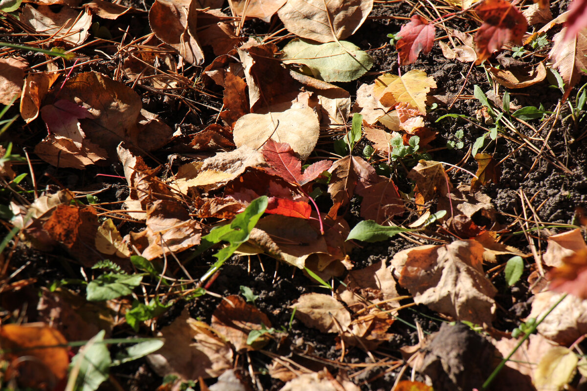 Разноцветные осенние листья можно использовать как материал для создания мультфильма-коллажа