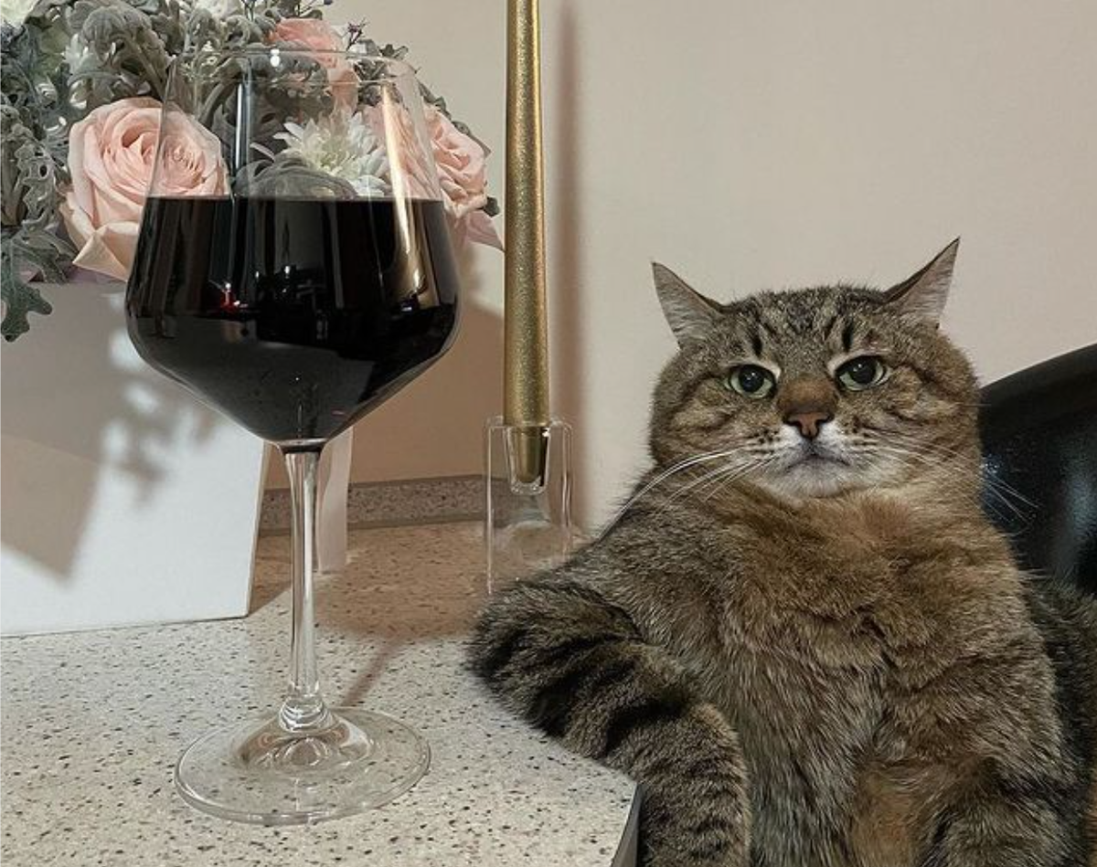 Кот с шампанским