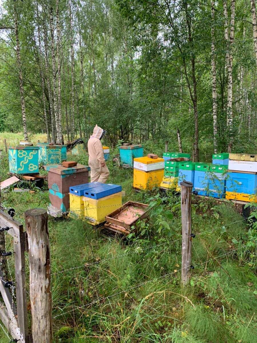 Автор раздумывает: сколько ему надо еще пчел, чтобы перевести пасеку из хобби в работу?