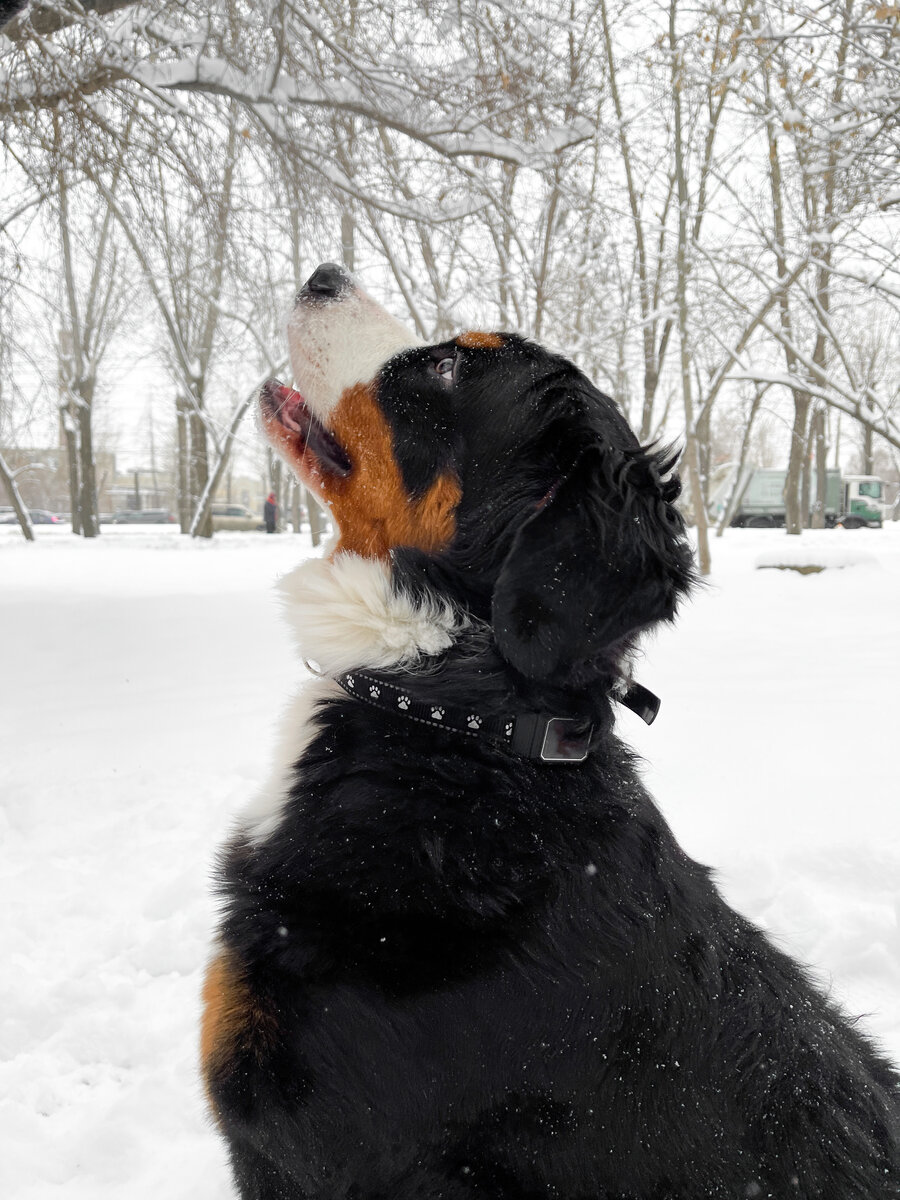 GPS-ошейник — гарантия, что ваш питомец не потеряется! 