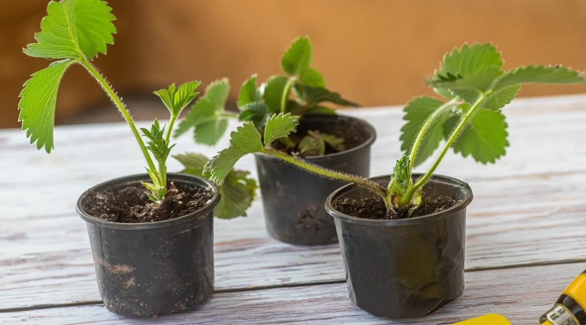 Клубничные розетки на рассаду.