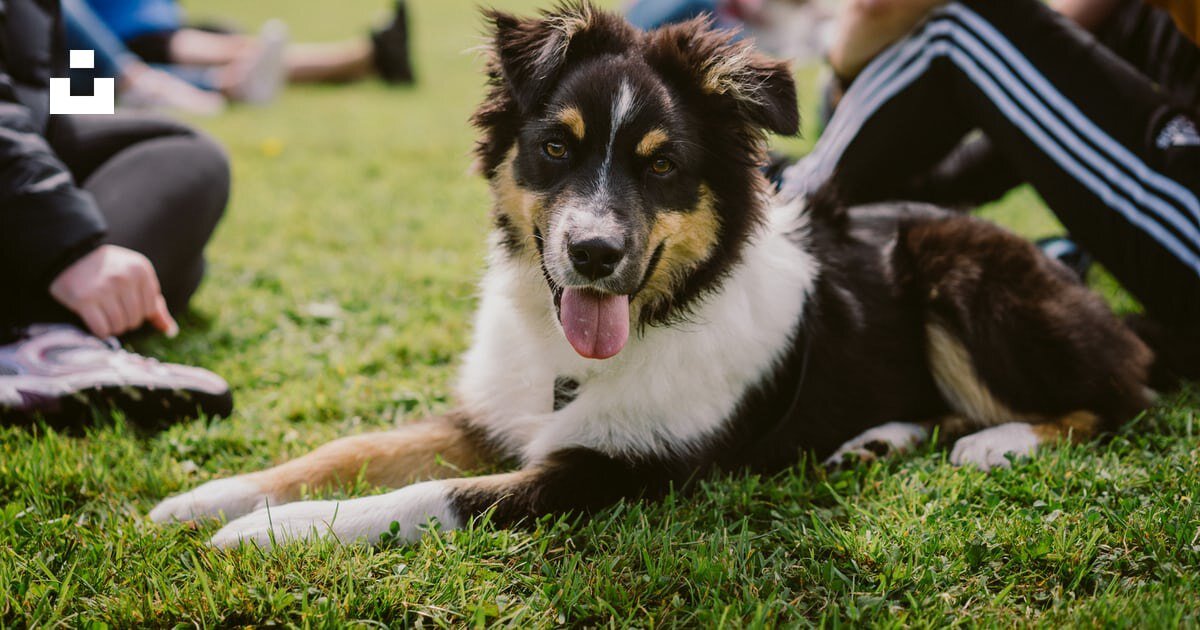 Неизвестная собака наслаждается отдыхом на свежем воздухе. Фото: Unsplash 