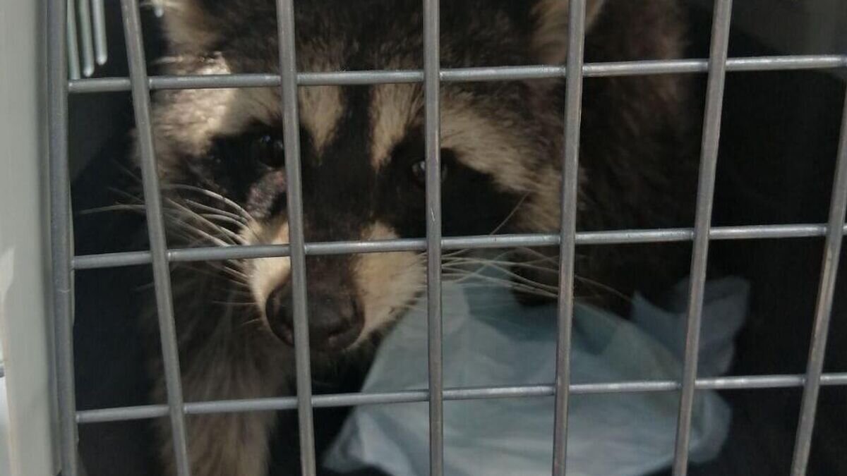    Эвакуация енота, который застрял в решетке подвала дома в Тольятти Самарской области© Фото : Андрей Дербенев/Вконтакте