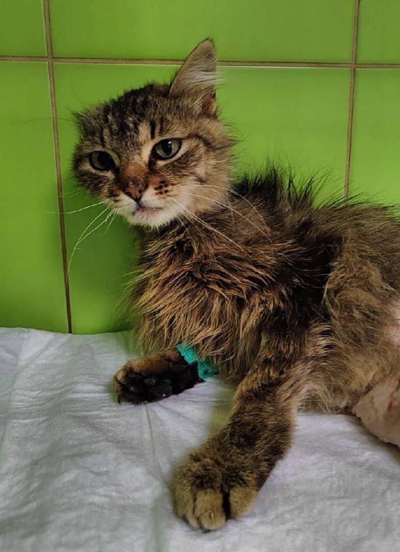 Осталось "половинка" от Лилу.