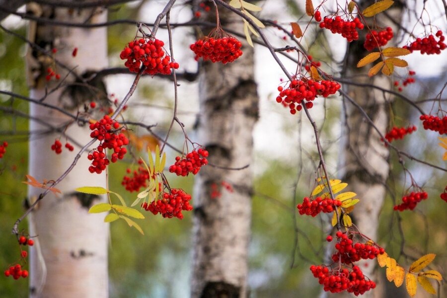 яндекс картинки