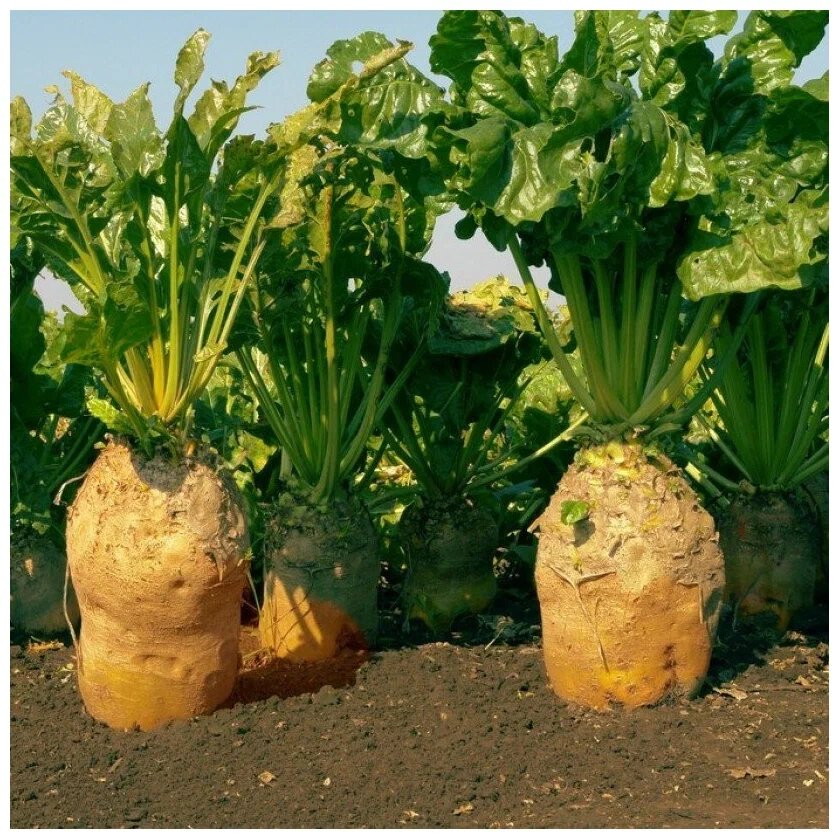 Фото из интернета.