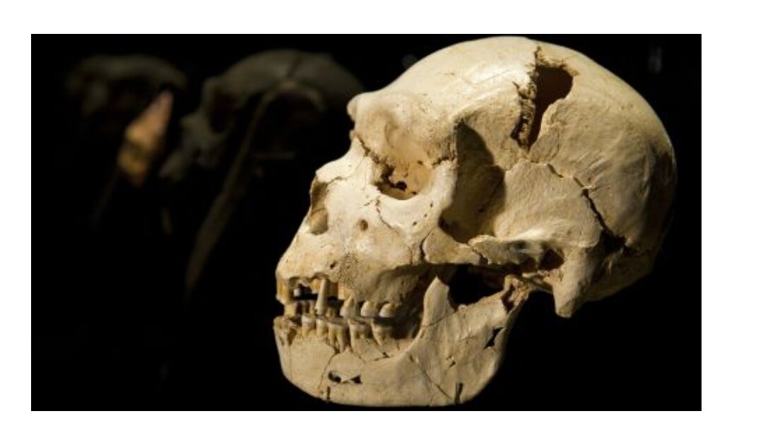 Согласно новому исследованию, древнее человечество было почти уничтожено около 900 000 лет назад, когда численность населения планеты сократилась примерно до 1280 размножающихся особей. Более того, популяция ранних предков человека оставалась такой маленькой в ​​течение примерно 117 000 лет.