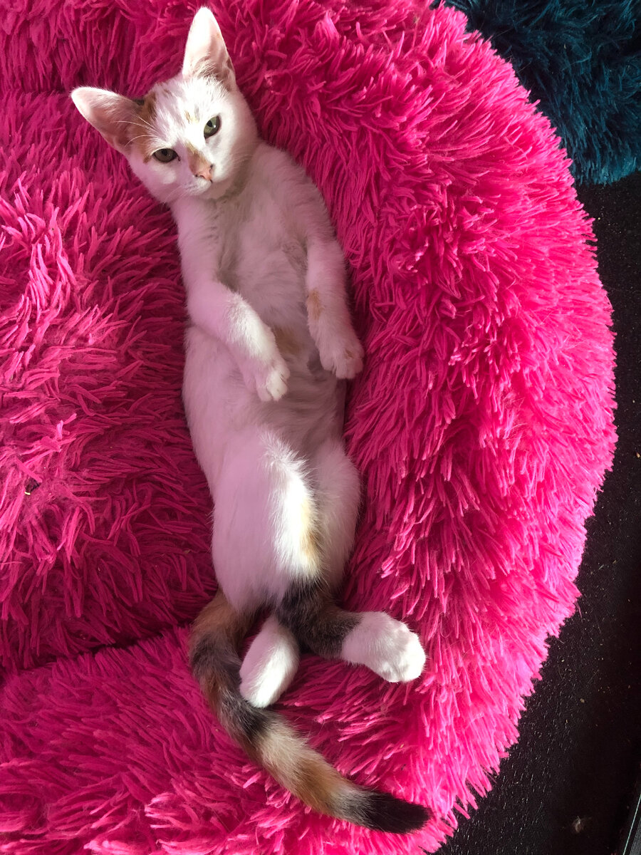 Шавасана - важный пункт в дневном распорядке Мии