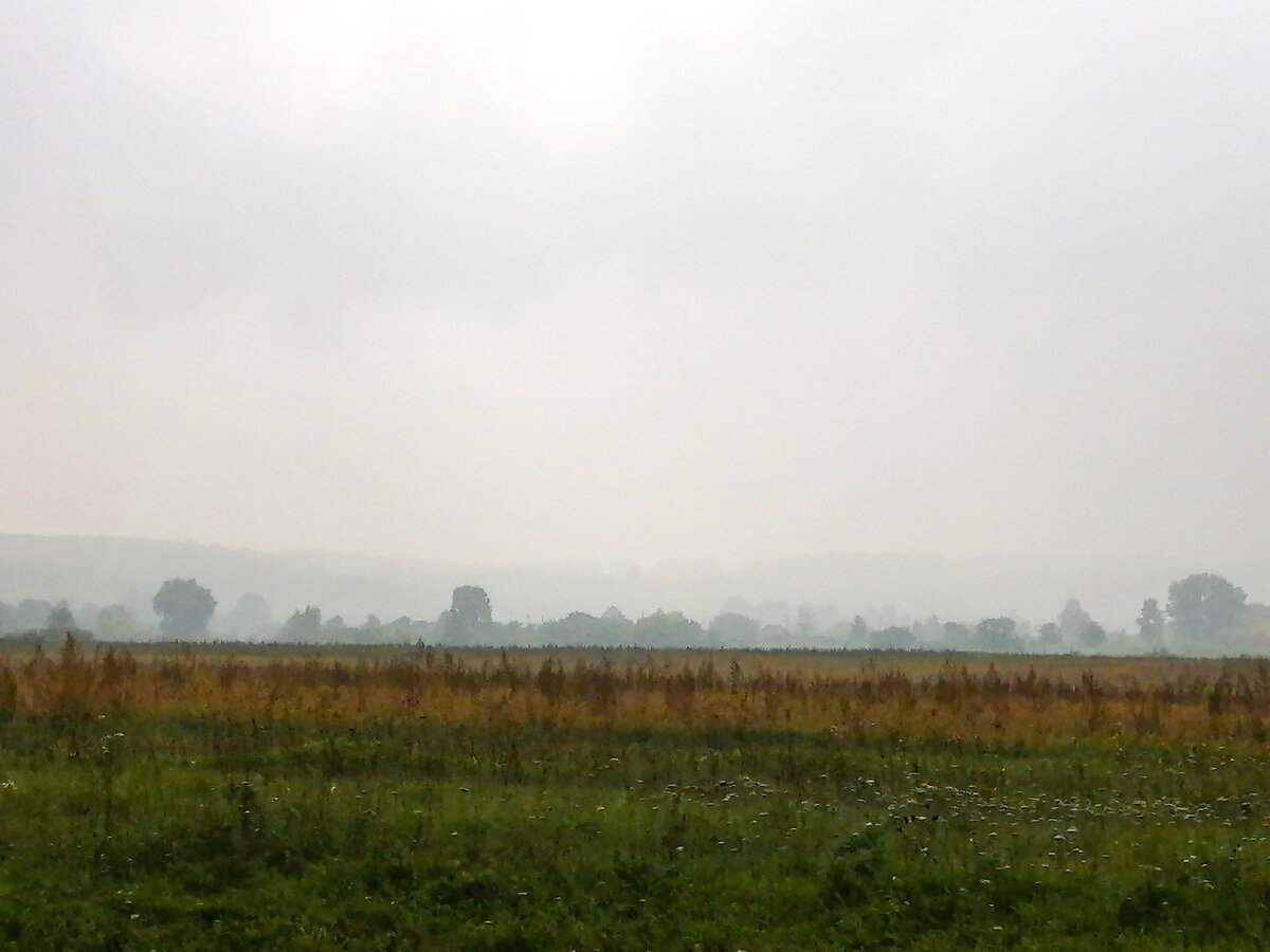 Лес в тумане