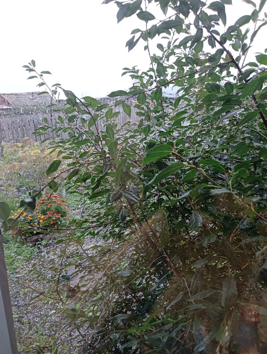 С первым снегом.