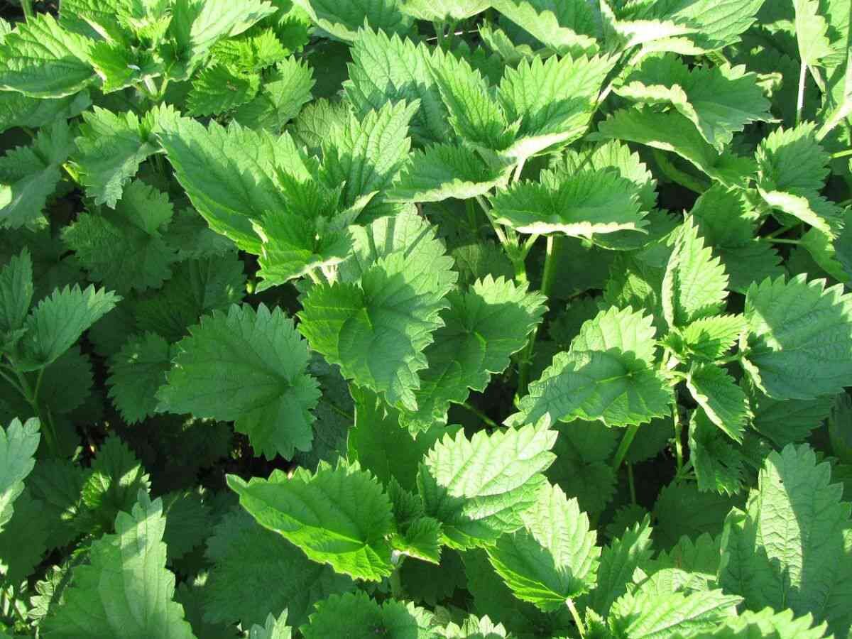 Фото la-woman.ru