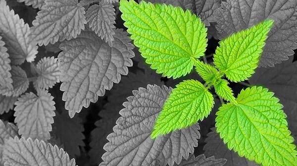 Молодая крапива