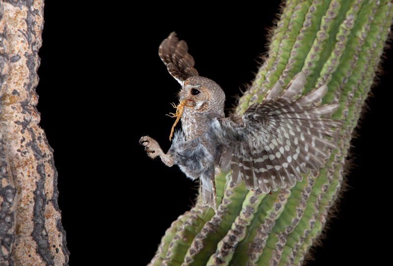 Сыч эльф. Сыч эльф сова. Сова размеры. Прочитайте текст кактусовый сыч. Сова в дупле кактуса.