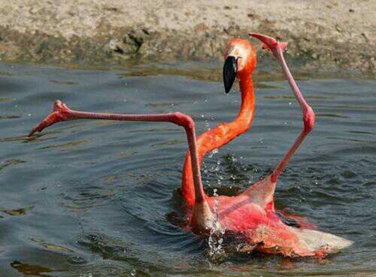 Фотография с сайта kot-pes.com