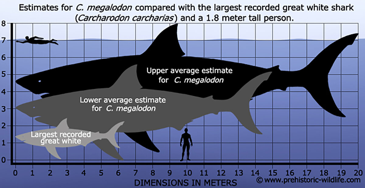 Сравнительные размеры человека ростом 1,8 метра, большой белой акулы и мегалодона (по разным оценкам). Источник: prehistoric-wildlife.com