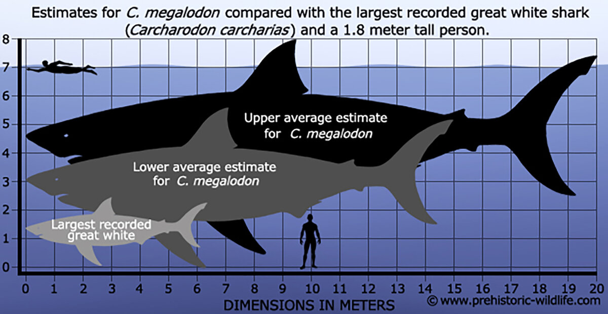 Все, что мы знали о мегалодоне, было ложью