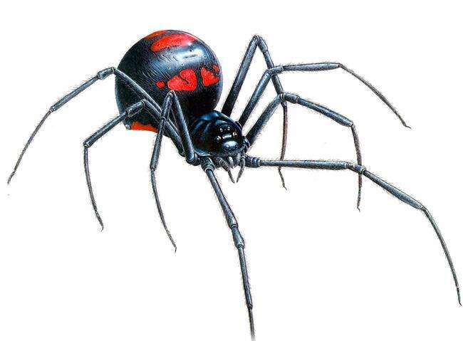 Паук Черная вдова. Фото с сервиса Яндекс. Картинки.