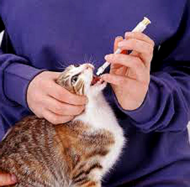 Таблетки от глистов кошкам | Лапа помощи | Дзен