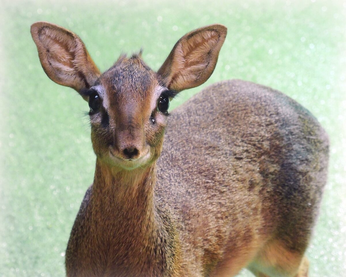 Уши действительно большие