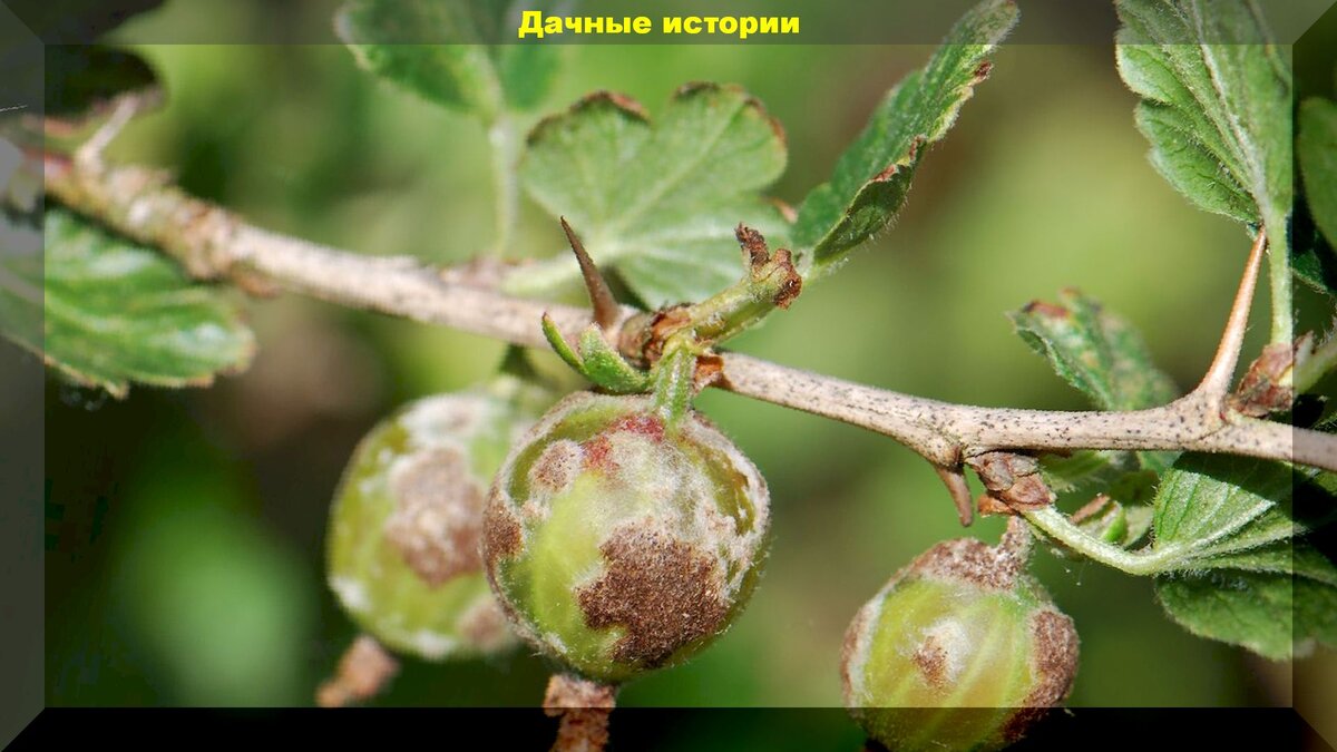 Самый простой способ избавиться от мучнистой росы на крыжовнике и смородине.  | Дачные истории | Дзен