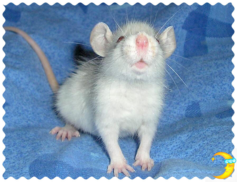 5 стихий влияют на характер